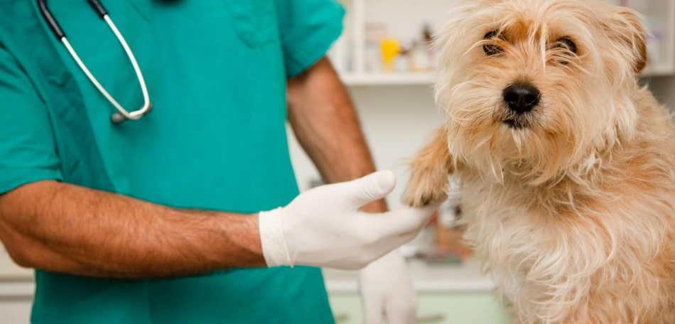 Биохимический анализ крови у собак