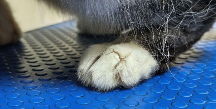 Стрижка когтей: полное руководство от ветеринарного врача Стрижка когтей: полное руководство от ветеринарного врача