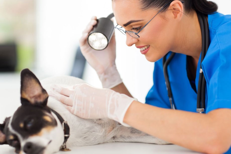 Ветеринары-дерматологи