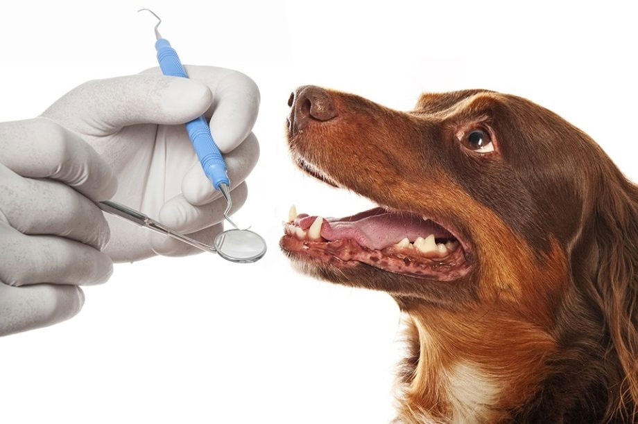 Ветеринары-стоматологи