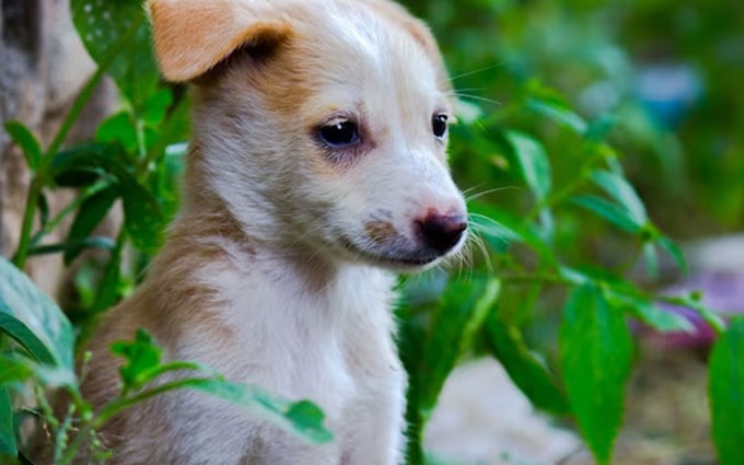 Почему щенок не лает и не рычит в 2, 3 или 6 месяцев - что делать, если  собака не умеет лаять