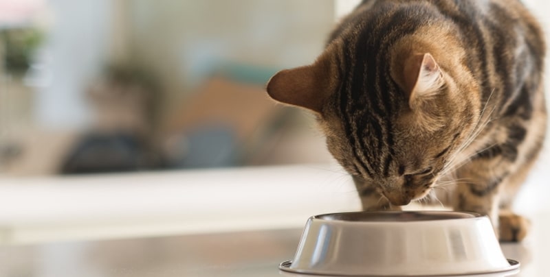 Выпадение усов у котов: о чём говорит и что делать