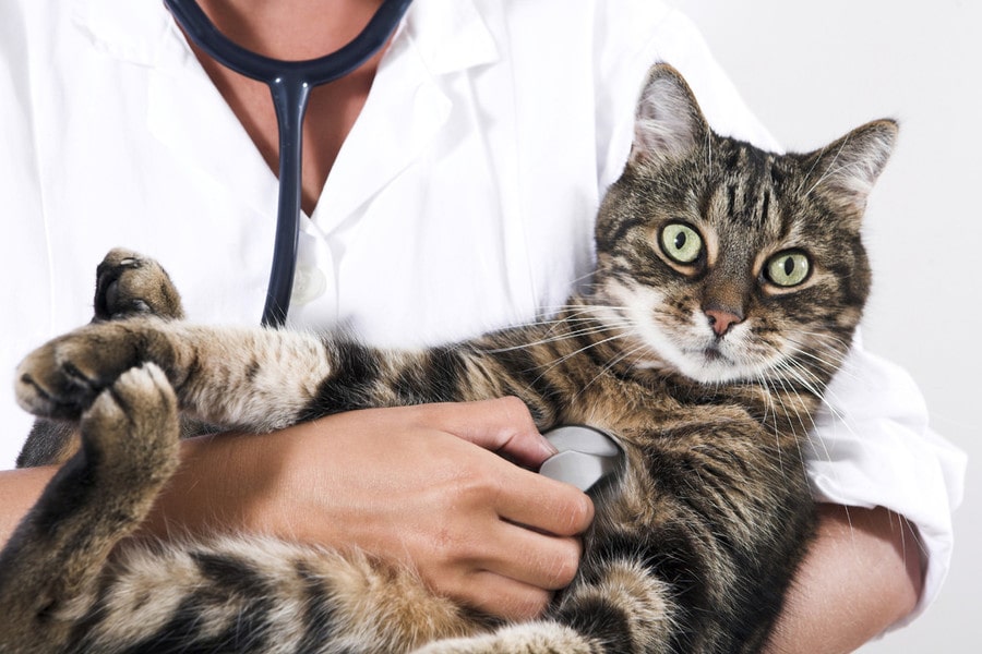 Понос у кота (кошки) – что делать, чем лечить в домашних условиях