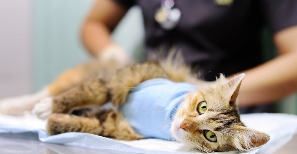 Как подготовить правильно кошку к стерилизации - советы ветеринара