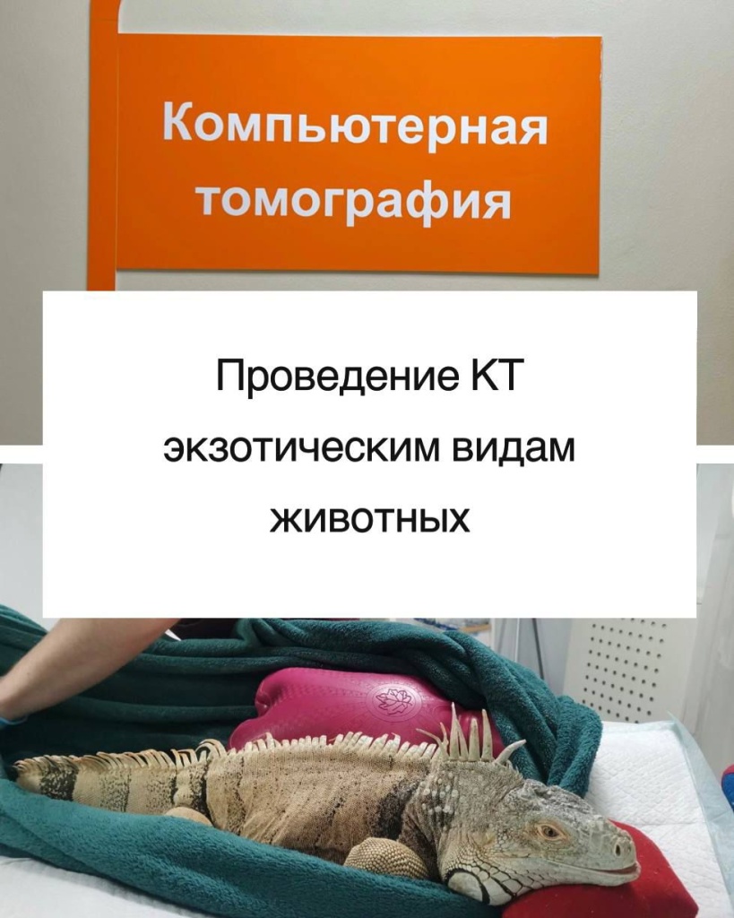 КТ экзотическим видам животных